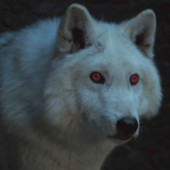 Os Lobos-Gigantes de Game of Thrones existiram?